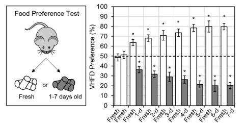 别再为肥胖模型发愁！DIO小鼠：用‘饮食诱导’复刻人类肥胖(图1)